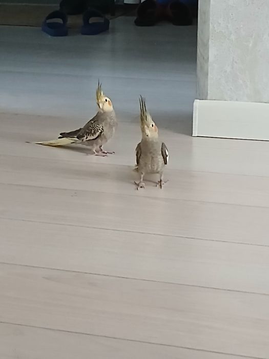 Папугайчики Ручные карелло 2 шт с клеткой 700 тыс.