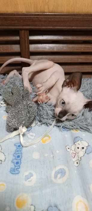 Котенок сфинкс продам