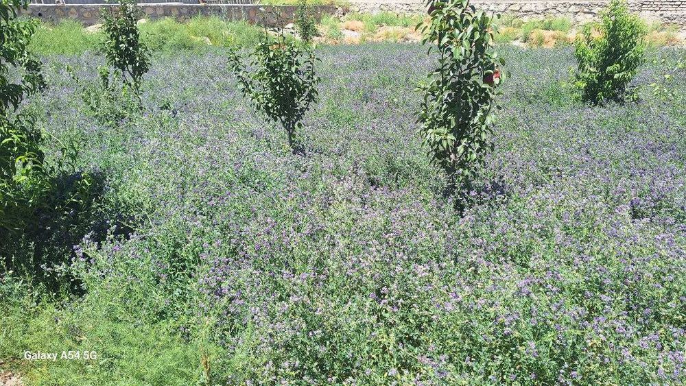 Когон шахар масла завод рупарасида 7 сотихли тугалланмаган курилиш.