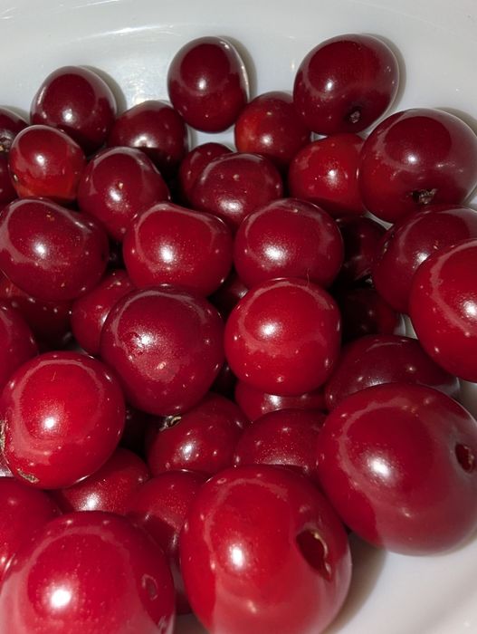 Продается садовая вишня