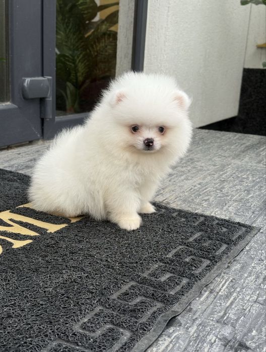 Pomeranian mascul alb
