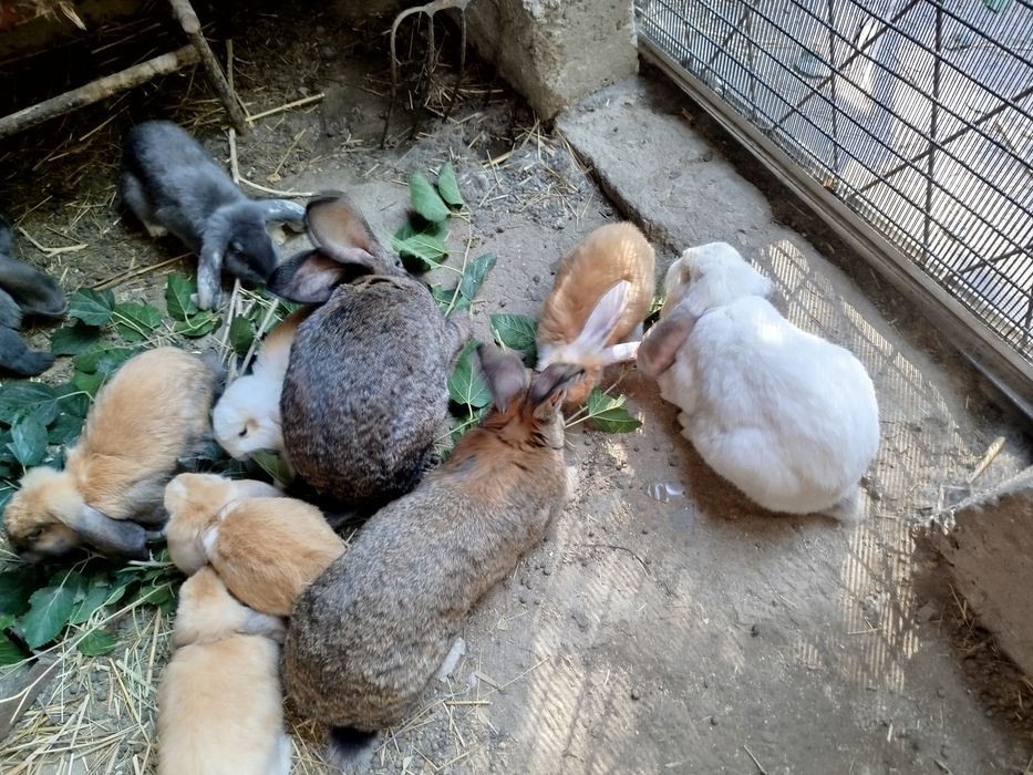 Продам кроликов 9 самок 2 самаца и малыши