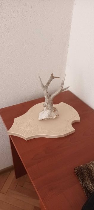 Трофеи от сърна запазен