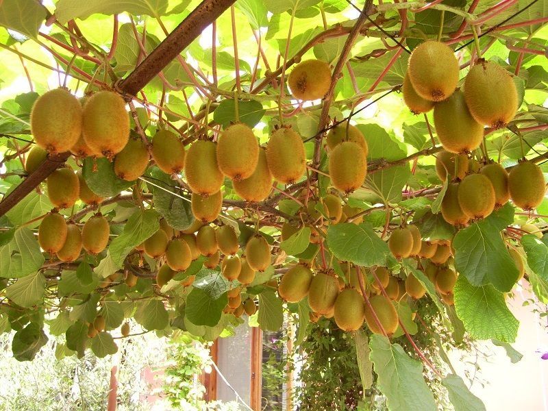 КИВИ Джени (Actinidia deliciosa 'Jenny') Промоция