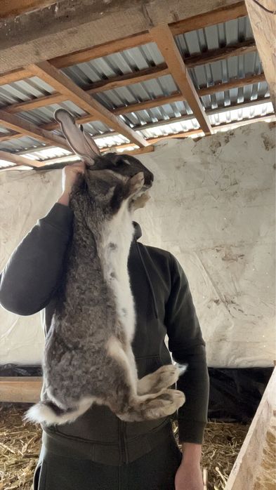 Femela urias german cu pui