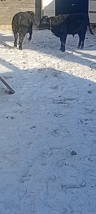 Бычки Букалар сатылады