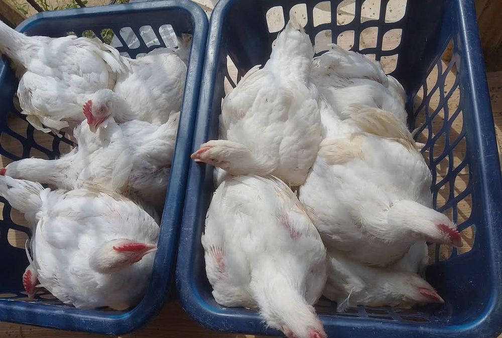 FERMA de pui Piatra Neamț SRL