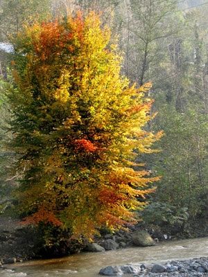 Arborele De Fier (Persian Spire )