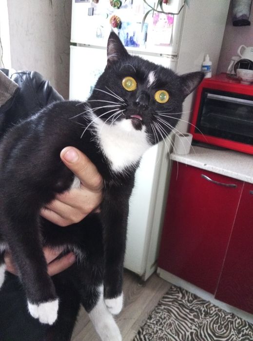 Отдам кошек бесплатно мальчик и три девочки