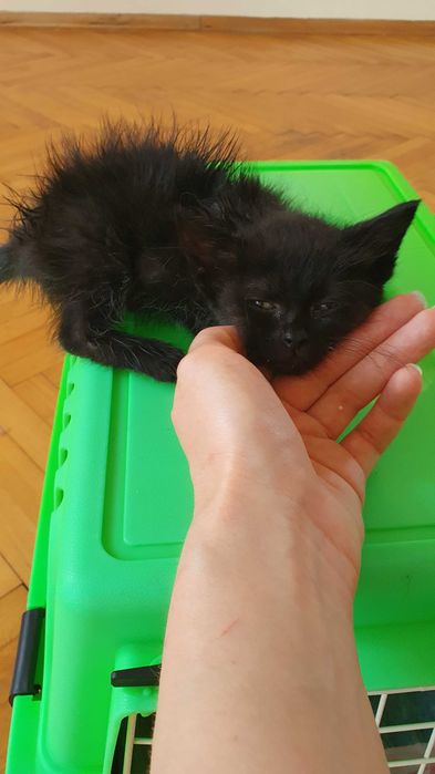 Подарявам малки черни котенца