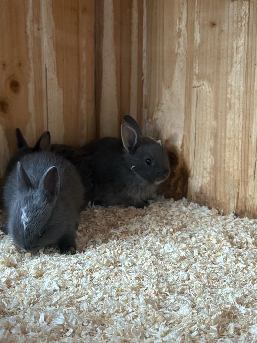 Iepurași de companie  mini blue,pitic olandez