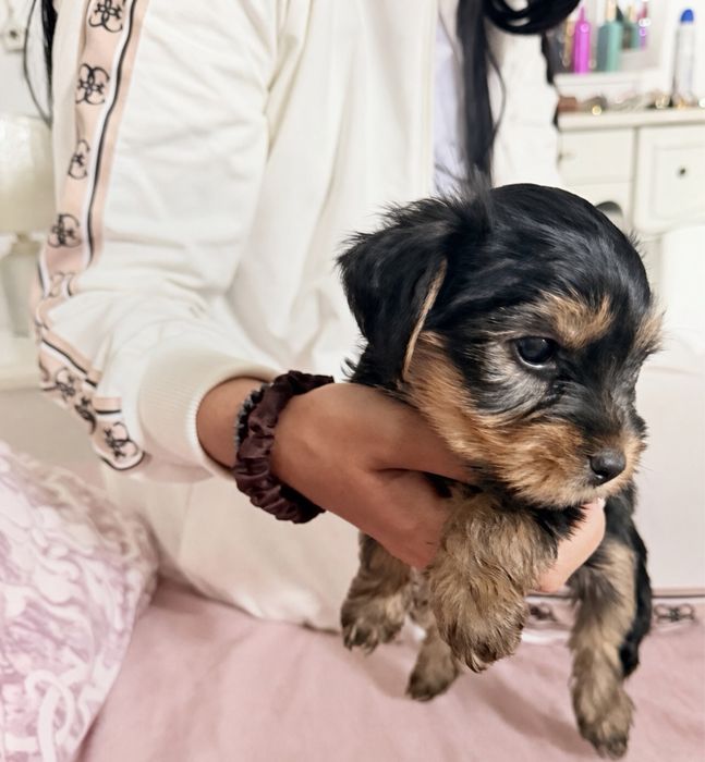 Yorkshire Terrier