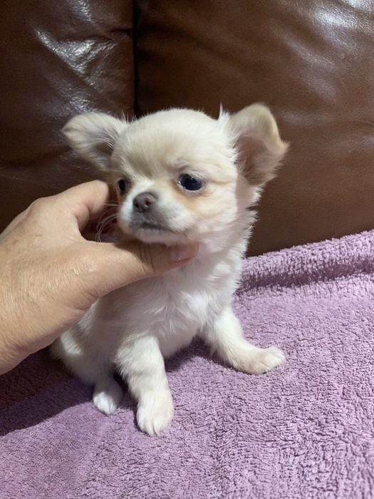 Чихуахуа, щенки , мальчики и девочки