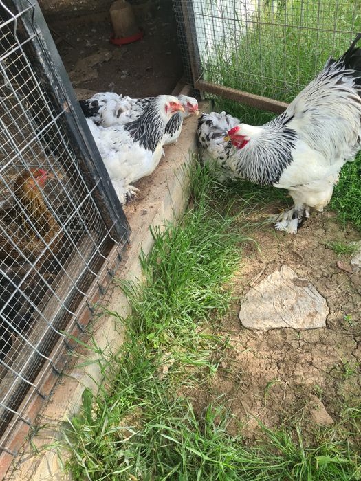 Oua brahma herminat deschis și bobat