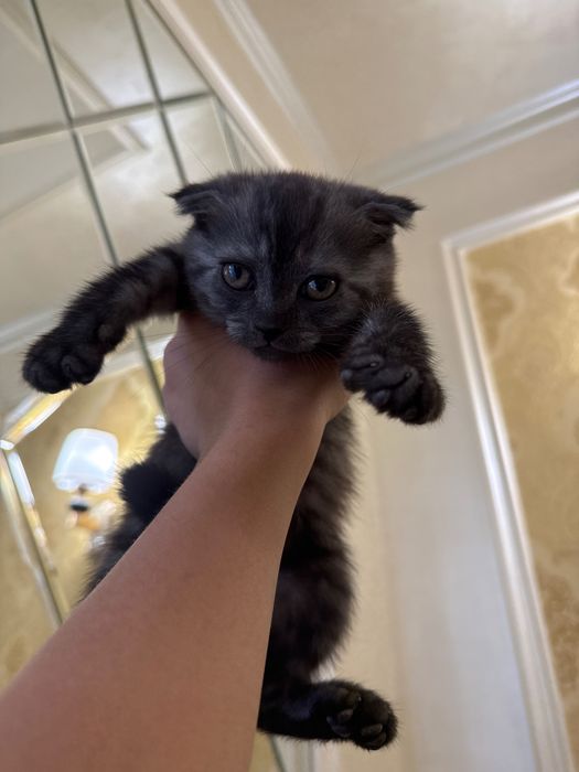 Шотландский вислоухий котёнок (Scottish Fold), 2 месяца