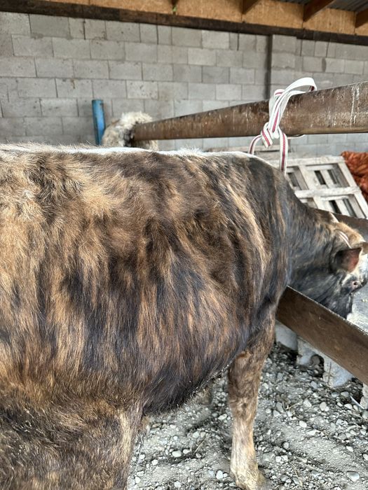 Продам быка упитаный