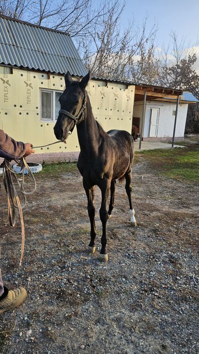 Ұрғашы жабағы сатылады