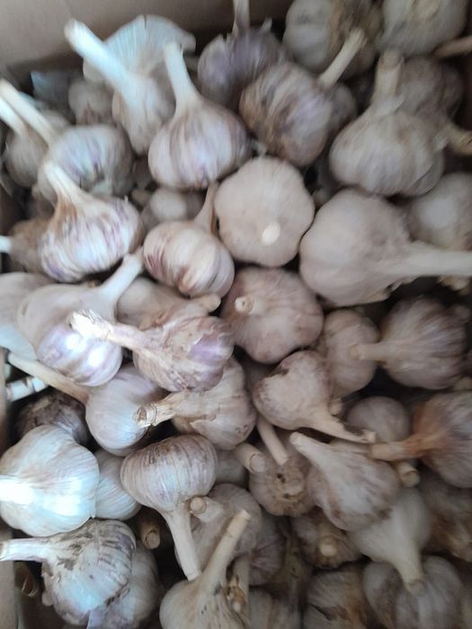 Продам чеснок домашний