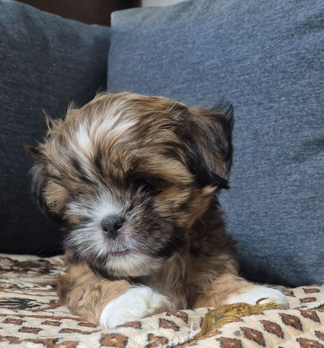 Vând cățel shih tzu