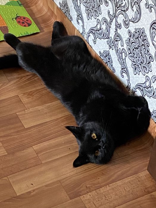 Отдам в добрые руки