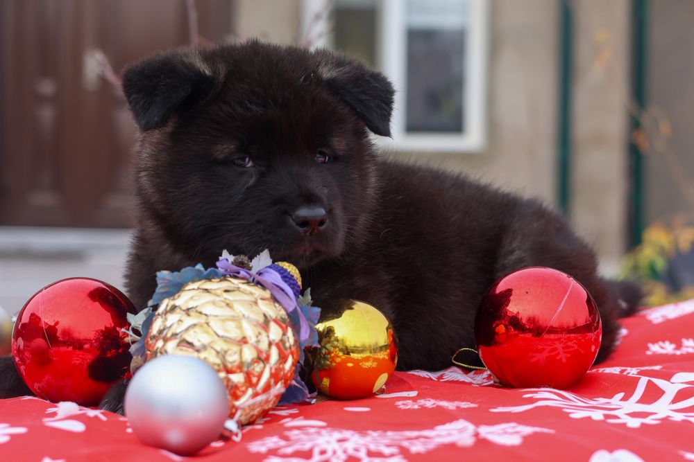 Щенки Американской Акиты