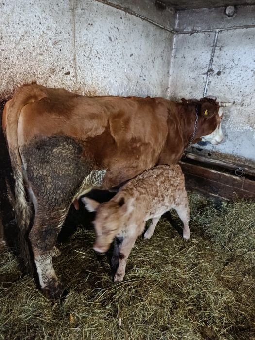 Vand vaca cu o vitea