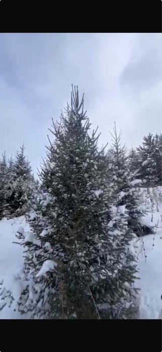 Продажа деревьев и кустарников