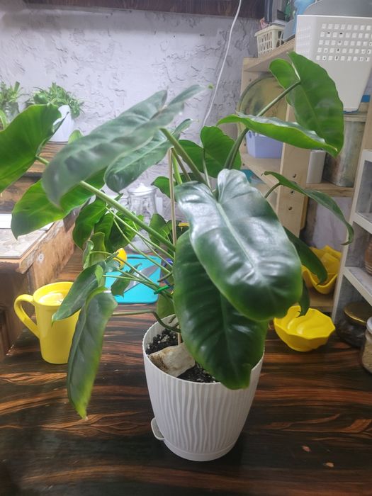 Филодендрон продам