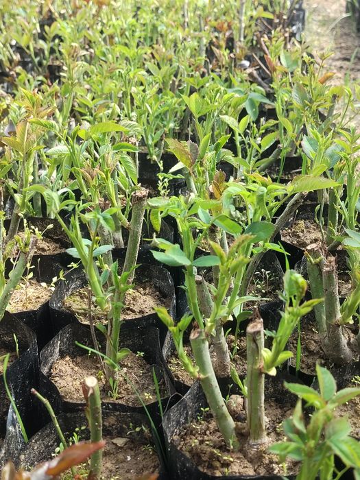 Роза атир гул гарант, сфати,