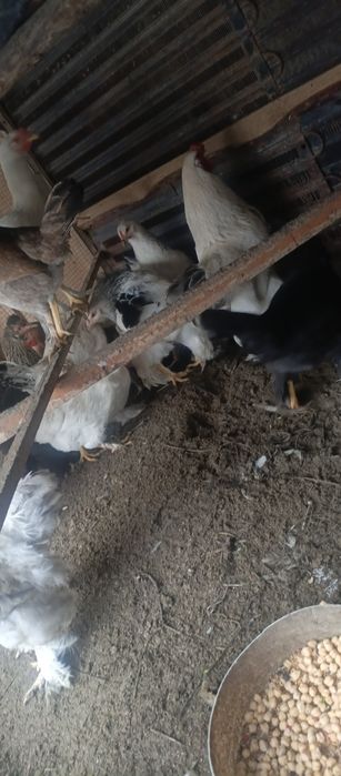 28 та брама товук хуроз аралаш бор кимга керак булса тел килсин