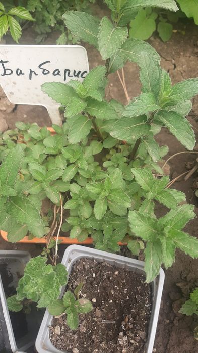 Мята с разными ароматами.