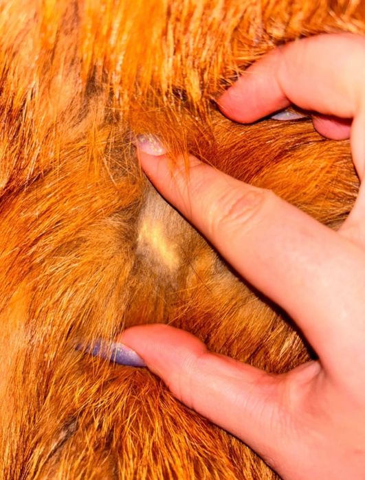 Haină de blană de vulpe.(Red Fox)