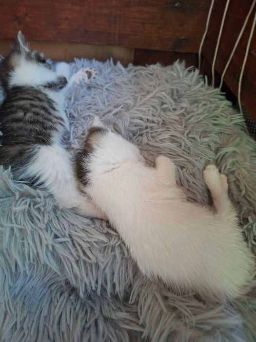 подарявам красиви и игриви котета
