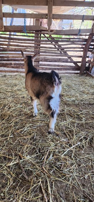 Vand o capra alpina franceza