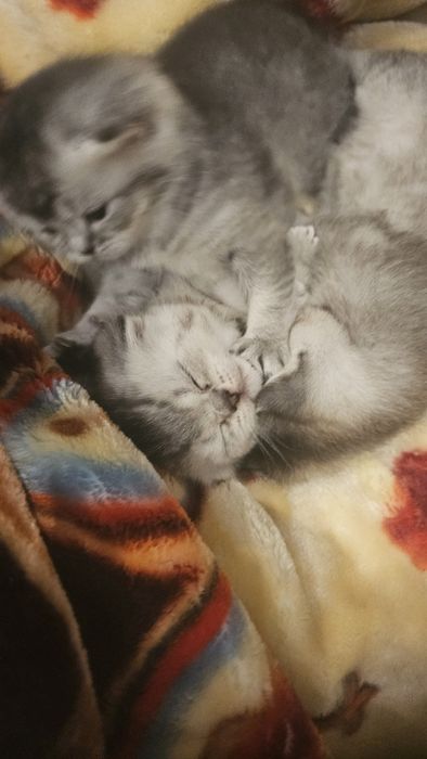 Продаются шикарные котята серебряной шиншиллы.  Котята родились 25 ноя