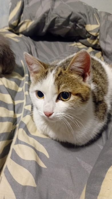 Котенок мальчик 5 мес.