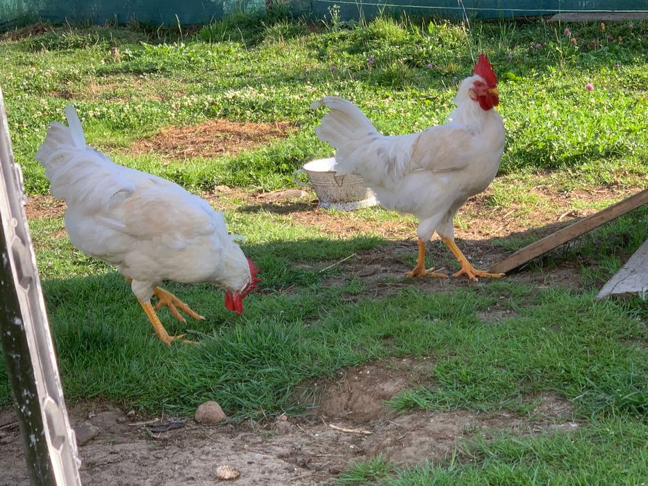 Cocosi Leghorn Tineri