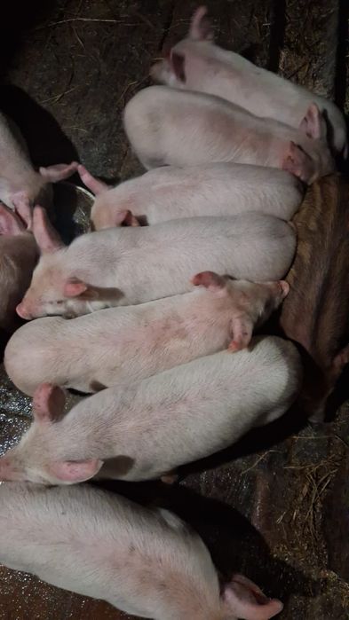 Продам поросят м