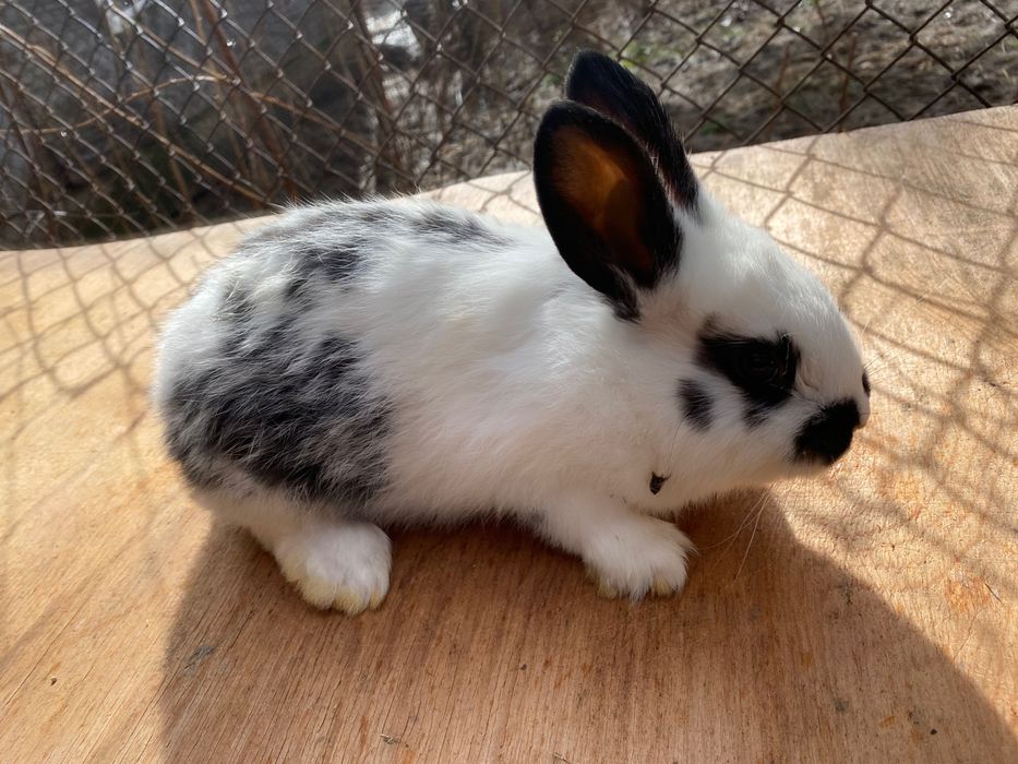 Зайци, породисти и кръстоска