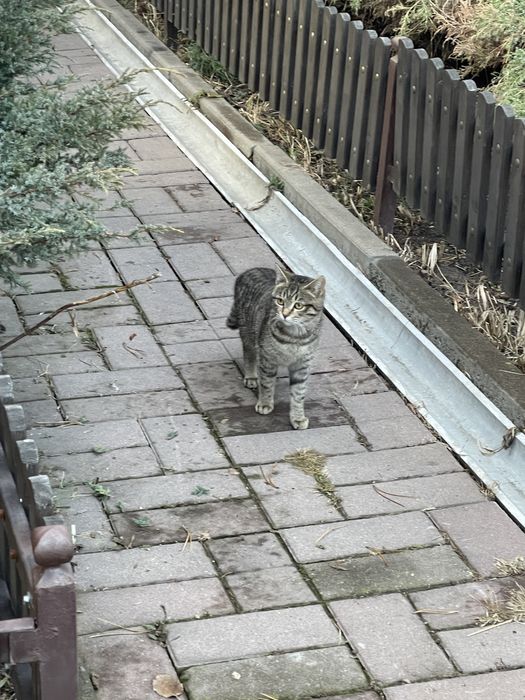 Кошки в добрые руки