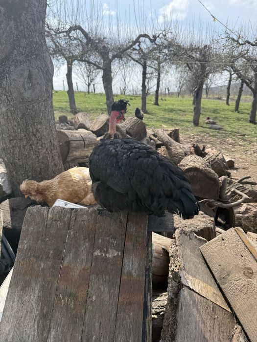 Vand sau schimb gaini motate incaltate barboase golase