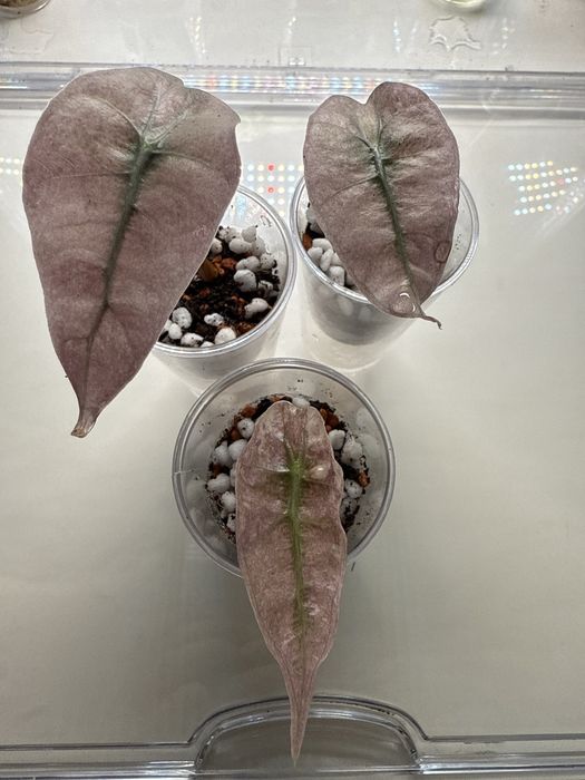 Плоказия поли сплэш