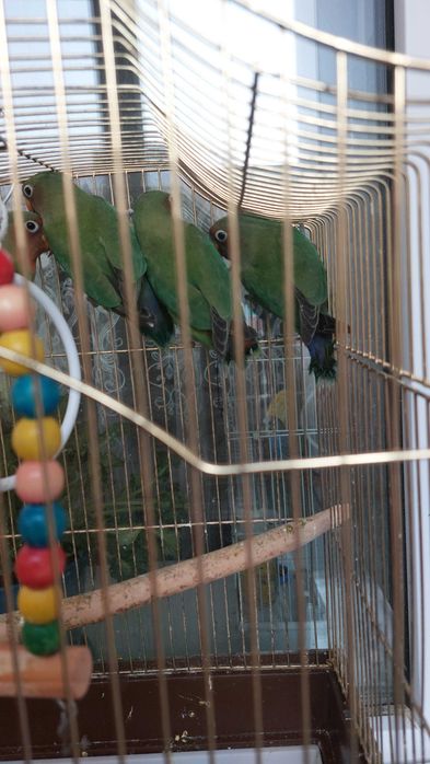 Попугайчики Неразлучники