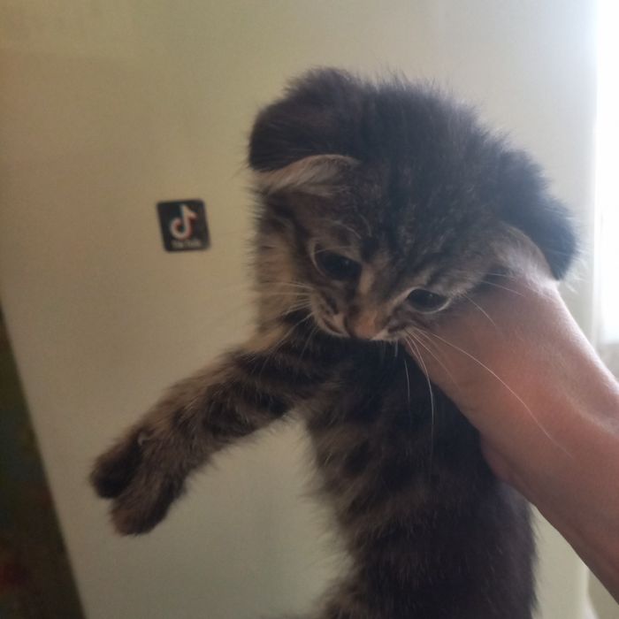Вислоухий котёнок 1,5 мес мальчик