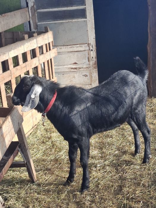 Vând țap anglo-nubian