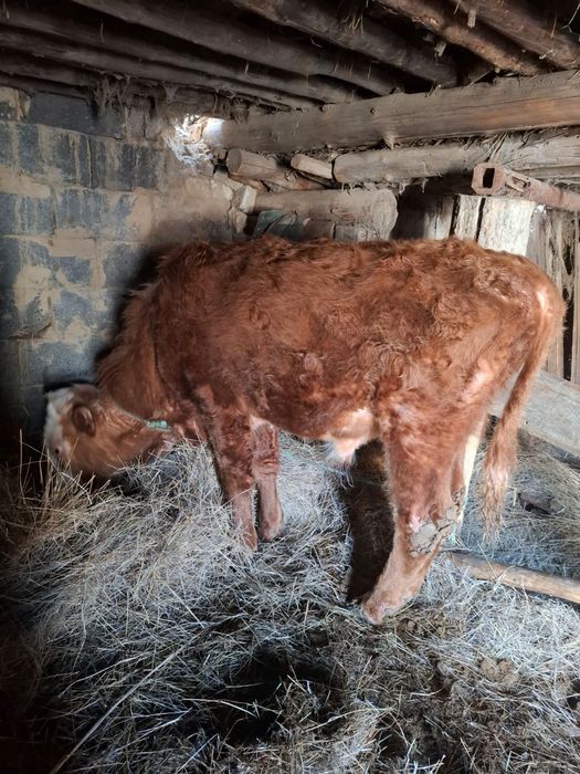 Продам бычков 2 головки