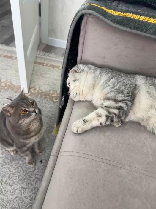 Шотландские котята
