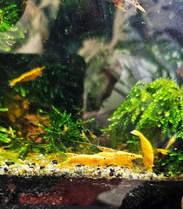 Creveti Neocaridina Yellow Fire, Conuri Arin, Hrana