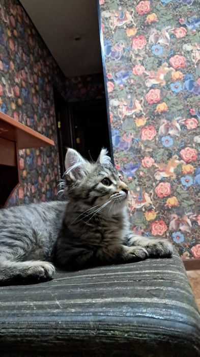 Отдам котика в добрые руки