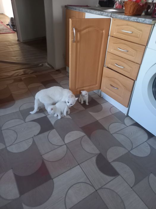 Отдам котят  в хорошие руки . Чисто белые